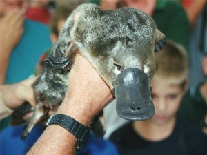 How many eggs does a platypus lay?